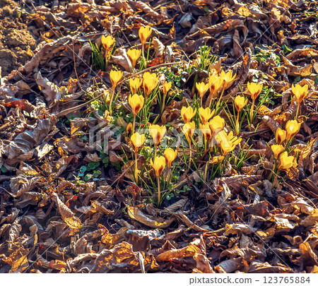 Background of yellow crocus flowers on clear sunny day. Fresh spring crocus close-up. 123765884