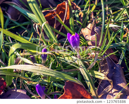 Crocus flowers on clear sunny day. Fresh spring crocus close-up. Spring concept. 123765886