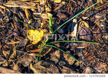 Yellow crocus flower on a clear sunny day. Fresh spring crocus close-up. Spring concept. 123765888