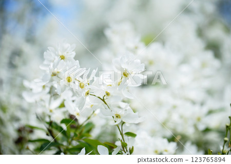 Beautiful lilac flowers background. Spring blossom. Purple lilac flower on bush. Bouquet of pink flowers, shallow depth of field. Happy Mother's Day greetings card. Copy space. Beautiful lilac flowers background. Spring blossom. Purple lilac flower on bush. Bouquet of pink flowers, shallow depth of field. Happy Mother's Day greetings card. Copy space. 123765894