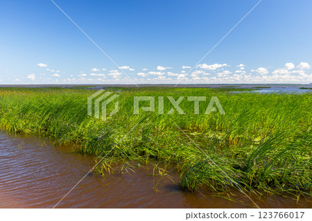 Serene wetland scene showcasing vibrant green reeds waving gently 123766017