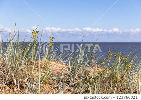Peaceful scene of coastal sand dunes with vibrant yellow wildflowers 123766021