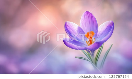 Beautiful purple crocus on soft blurred background, with copy space Beautiful purple crocus on soft blurred background, with copy space 123767154