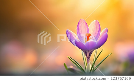 Purple crocus on soft sunny blurred background, with copy space 123767169
