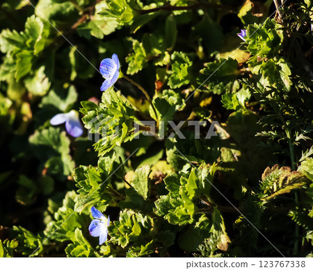 Closeup of tiny purple flowers and lush fresh leaves of Veronica persica Closeup of tiny purple flowers and lush fresh leaves of Veronica persica 123767338