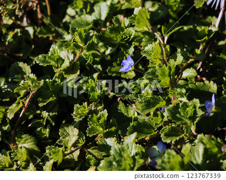 Veronica persica is a wonderful meadow plant 123767339