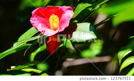 Rikugien Garden with its vibrant red camellia flowers Rikugien Garden with its vibrant red camellia flowers 123767551