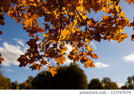 Sunlit autumn leaves on a tree branch against a blue sky with scattered clouds. Fall season and nature background concept Sunlit autumn leaves on a tree branch against a blue sky with scattered clouds. Fall season and nature background concept 123767676
