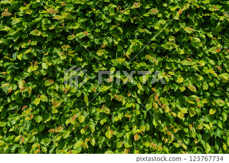 close-up of a beech hedge in sunlight with lush foliage. close-up of a beech hedge in sunlight with lush foliage. 123767734