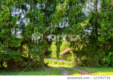 Wooden gazebo, decoration in the garden. Park, garden, nature, flowers. Wooden gazebo, decoration in the garden. Park, garden, nature, flowers. 123767736