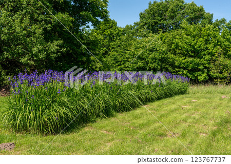 Purple iris flowers in green meadow in the summer park. Purple iris flowers in green meadow in the summer park. 123767737