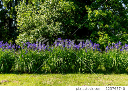 Purple iris flowers in green meadow in the summer park. Purple iris flowers in green meadow in the summer park. 123767740