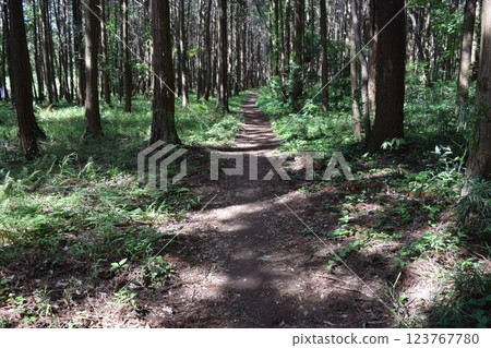 Nature trails Forest bathing 123767780