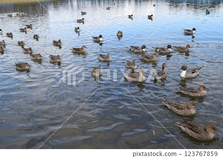 Swallows for swimming in the pond 123767859