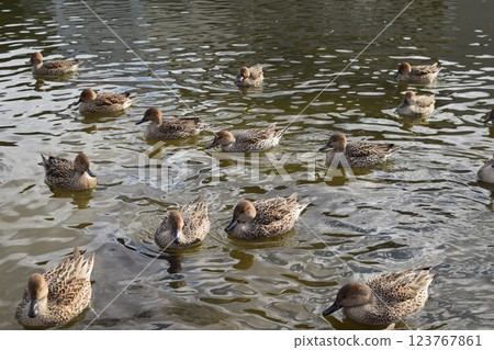 Swallows for swimming in the pond 123767861