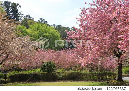 花朵盛開的天平之丘公園 花朵盛開的天平之丘公園 123767887