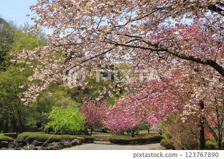 Tenpyo-no-Oka Park in full bloom Tenpyo-no-Oka Park in full bloom 123767890