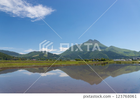 Rice fields and sky reflection in Yufuin (Yufuin, Yufu City, Oita Prefecture) 123768061