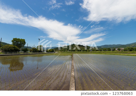 Rice fields and sky reflection in Yufuin (Yufuin, Yufu City, Oita Prefecture) 123768063