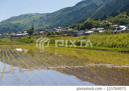 Rice fields and reflections in Yufuin (Yufuin, Yufu City, Oita Prefecture) 123768073