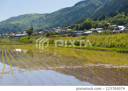 Rice fields and reflections in Yufuin (Yufuin, Yufu City, Oita Prefecture) 123768074