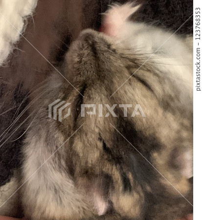 Hamsters that you can hold and put to sleep Hamsters that you can hold and put to sleep 123768353