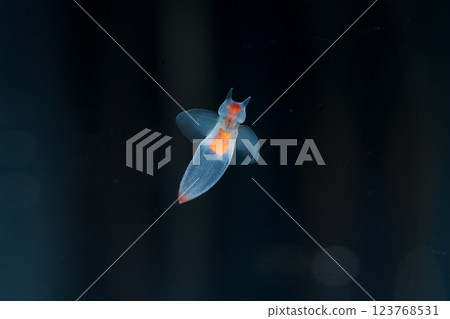 Drift ice angel clione Drift ice angel clione 123768531