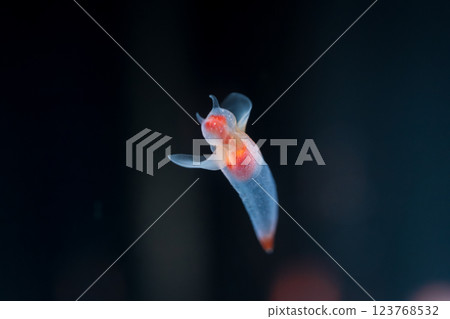 Drift ice angel clione 123768532