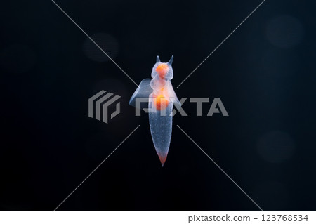 Drift ice angel clione 123768534