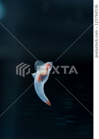 Drift ice angel clione Drift ice angel clione 123768536