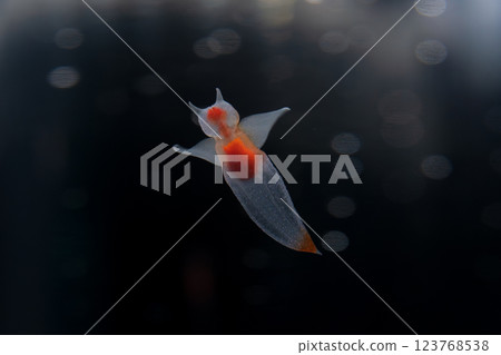 Drift ice angel clione 123768538