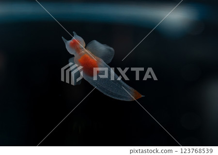 Drift ice angel clione Drift ice angel clione 123768539