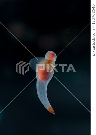 流冰天使clione 123768540