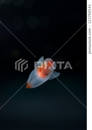 流冰天使clione 123768541