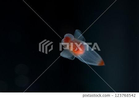 流冰天使clione 123768542