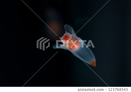 流冰天使clione 123768543