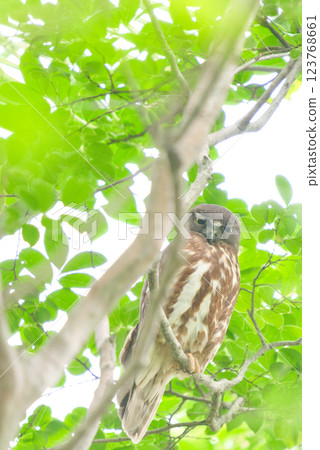 The gaze of a bird of prey standing amongst lush green trees 9 123768661
