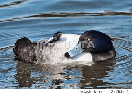 可愛的小鴨子在水面上梳理羽毛② 123768695