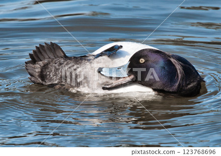 Cute duck preening on the water surface③ 123768696