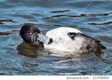 可愛的鴨子在水面上梳理羽毛④ 123768697
