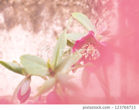 Fully blooming reddish purple Christmas roses [Winter] [Spring] 123768713