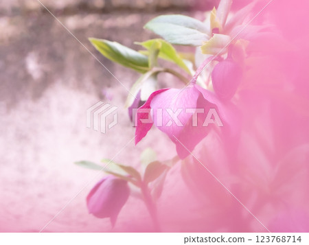 Fully blooming reddish purple Christmas roses [Winter] [Spring] 123768714