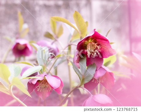 Fully blooming reddish purple Christmas roses [Winter] [Spring] 123768715