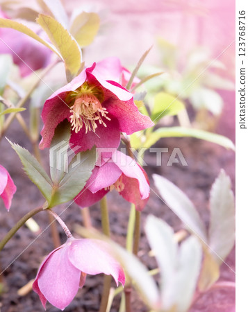 Fully blooming reddish purple Christmas roses [Winter] [Spring] 123768716