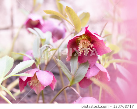 Fully blooming reddish purple Christmas roses [Winter] [Spring] 123768717