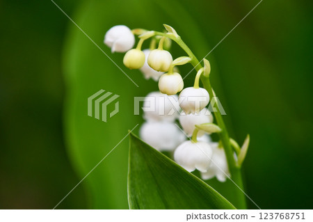 Lily of the valley close-up Lily of the valley close-up 123768751