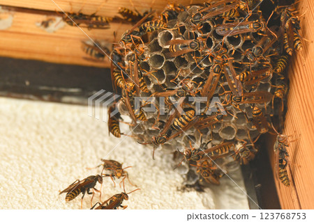 A wasp nest built under the eaves of a private house 123768753