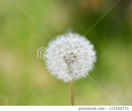 Dandelion cotton hat 123768755