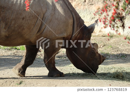 A warm day at Osaka Tennoji Zoo A warm day at Osaka Tennoji Zoo 123768819