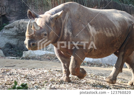 大阪天王寺動物園的溫暖的一天 大阪天王寺動物園的溫暖的一天 123768820